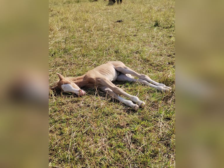 Paint Horse Mix Stallion Foal (07/2025) 14,2 hh Palomino in Menslage