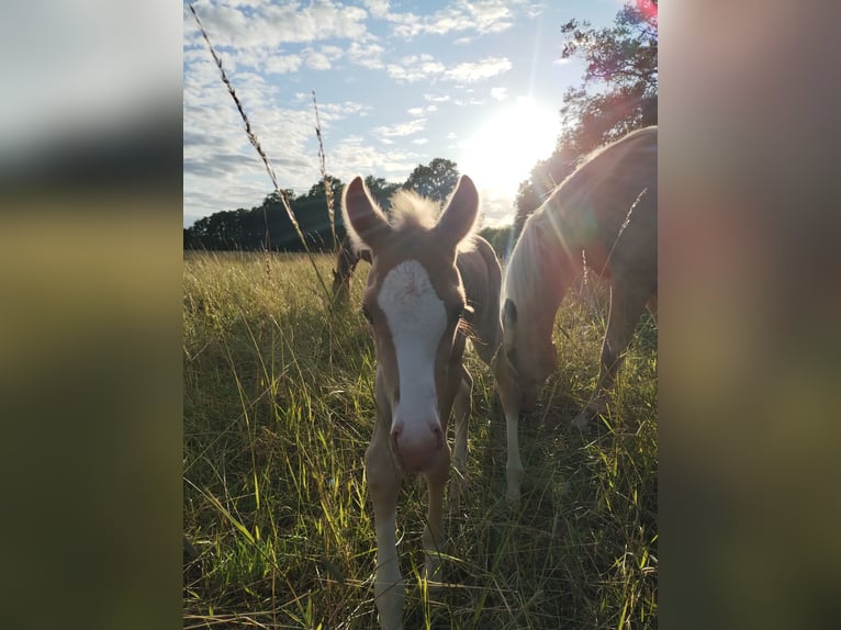 Paint Horse Mix Stallion Foal (07/2025) 14,2 hh Palomino in Menslage