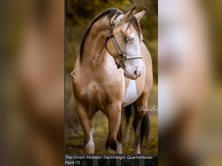 Paint Horse Stallion  14,2 hh Palomino in Essen