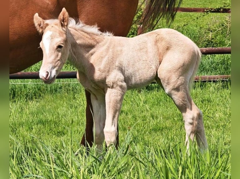 Paint Horse Stallion  14,2 hh Palomino in Essen