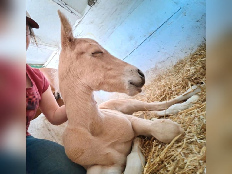 Paint Horse Stallion  14,2 hh Palomino in Essen