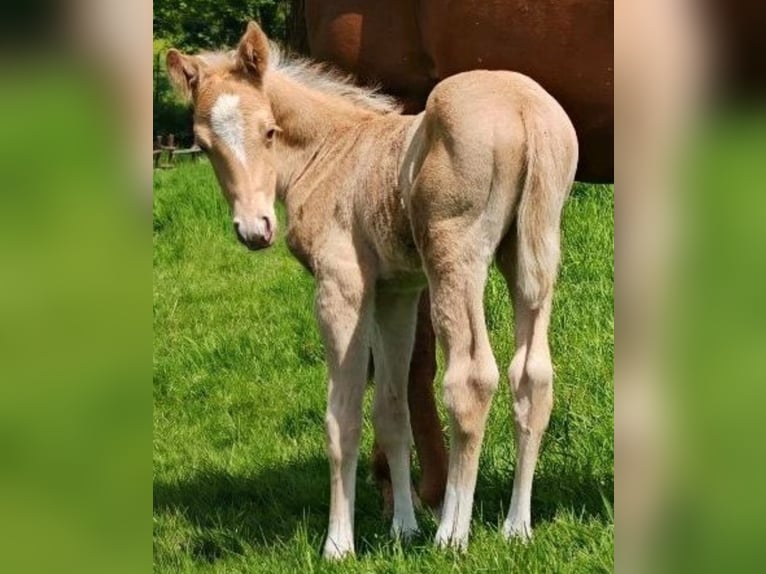 Paint Horse Stallion  14,2 hh Palomino in Essen