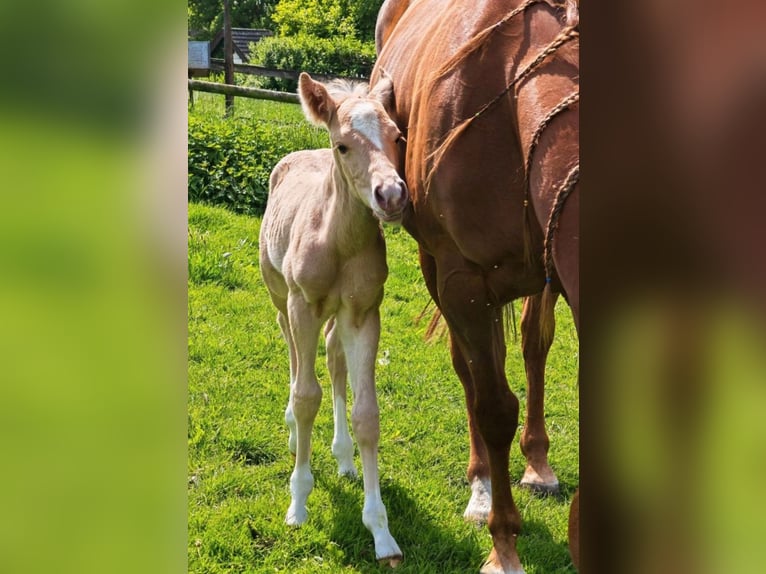 Paint Horse Stallion  14,2 hh Palomino in Essen