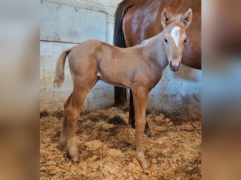 Paint Horse Stallion  14,2 hh Palomino in Essen
