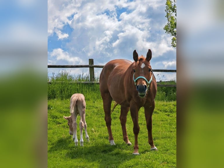Paint Horse Stallion  14,2 hh Palomino in Essen