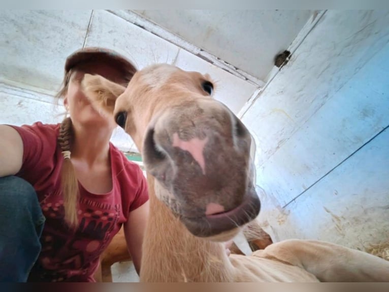 Paint Horse Stallion  14,2 hh Palomino in Essen