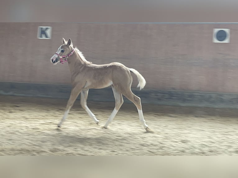 Paint Horse Stallion Foal (04/2025) 14,2 hh Palomino in Roding Paint Horse Stallion Foal (04/2025) 14,2 hh Palomino in Roding