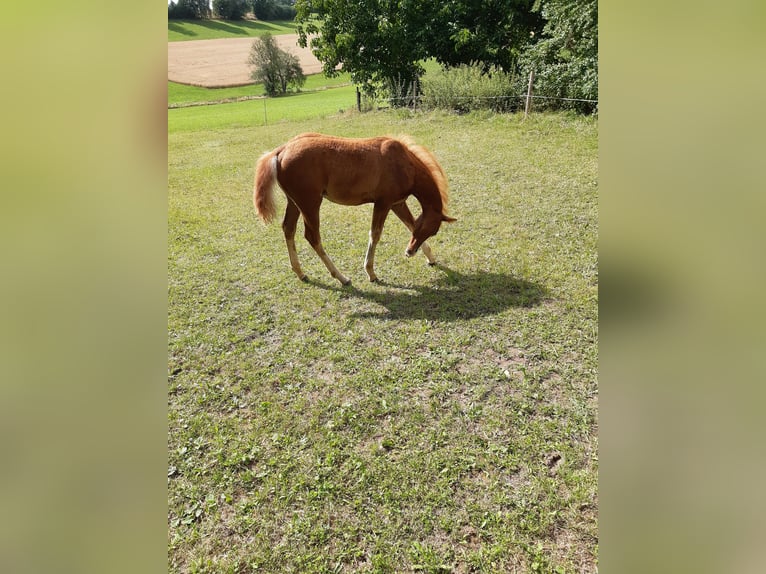 Paint Horse Stallion Foal (04/2025) 14,3 hh Chestnut-Red in Dipperz