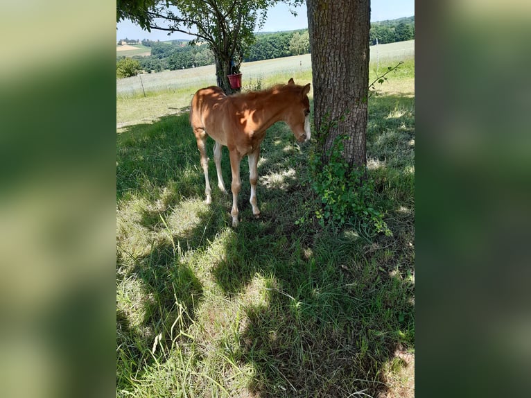 Paint Horse Stallion  14,3 hh Chestnut-Red in Dipperz