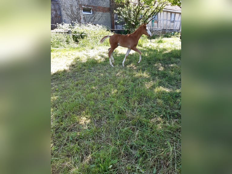 Paint Horse Stallion  14,3 hh Chestnut-Red in Dipperz