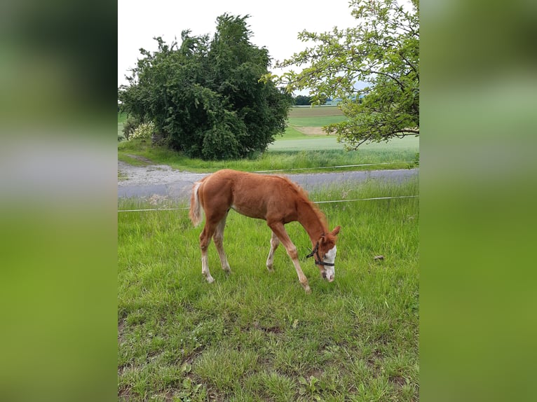 Paint Horse Stallion  14,3 hh Chestnut-Red in Dipperz