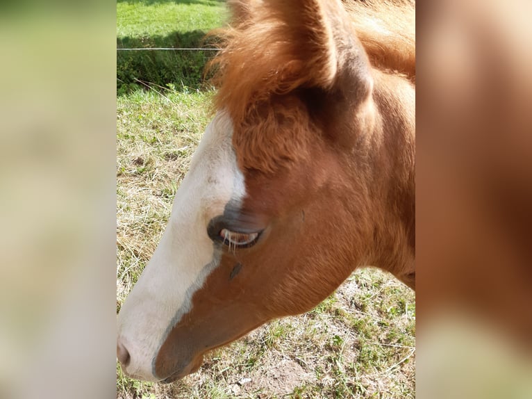 Paint Horse Stallion Foal (04/2025) 14,3 hh Chestnut-Red in Dipperz