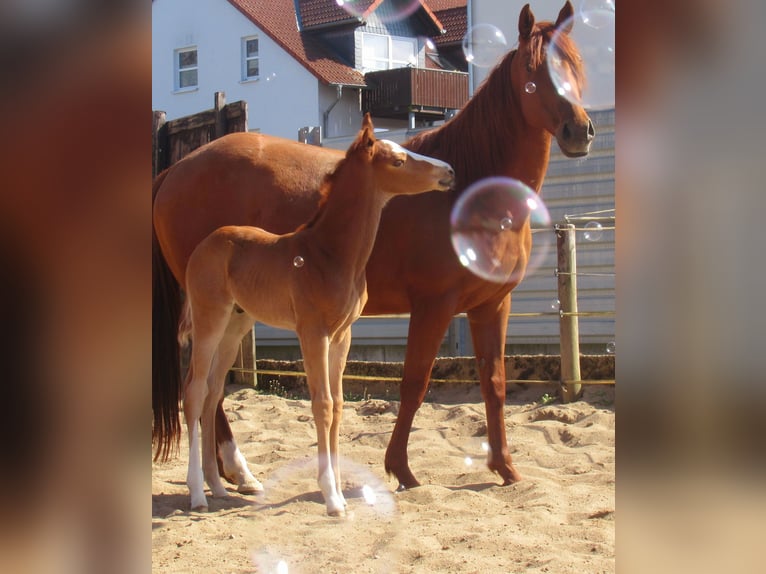 Paint Horse Stallion  14,3 hh Chestnut-Red in Velpke
