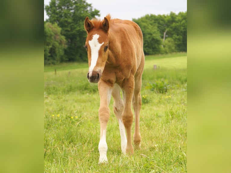 Paint Horse Stallion  14,3 hh Chestnut-Red in Velpke