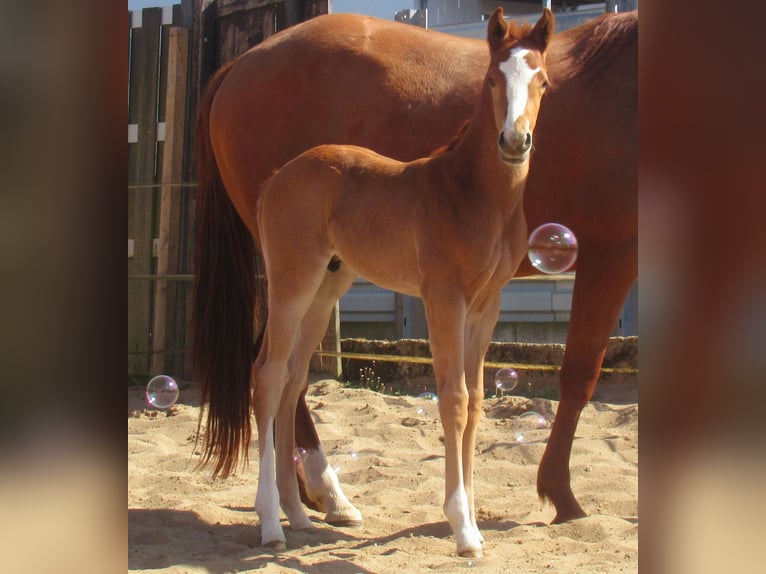 Paint Horse Stallion  14,3 hh Chestnut-Red in Velpke