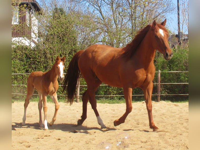 Paint Horse Stallion  14,3 hh Chestnut-Red in Velpke