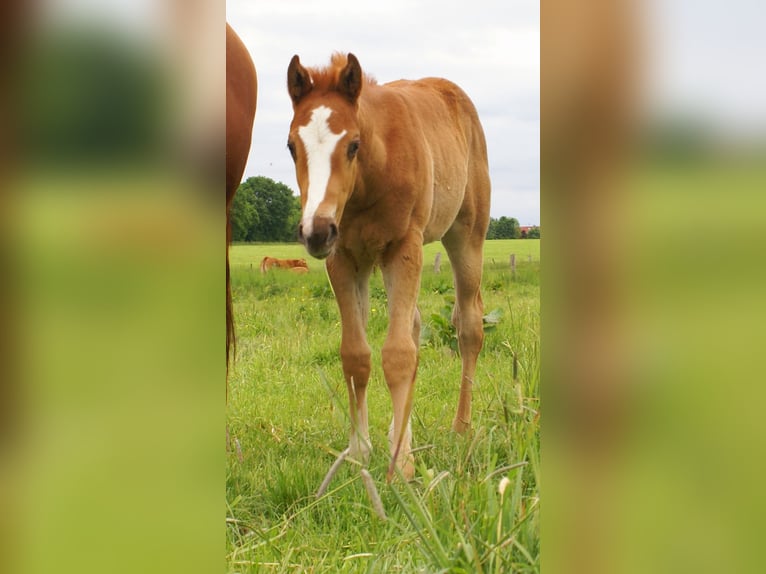 Paint Horse Stallion  14,3 hh Chestnut-Red in Velpke
