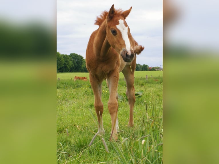 Paint Horse Stallion  14,3 hh Chestnut-Red in Velpke