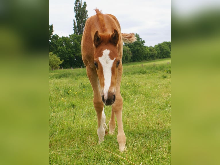 Paint Horse Stallion  14,3 hh Chestnut-Red in Velpke