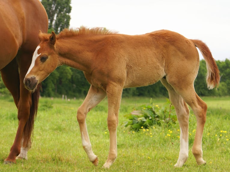 Paint Horse Stallion  14,3 hh Chestnut-Red in Velpke