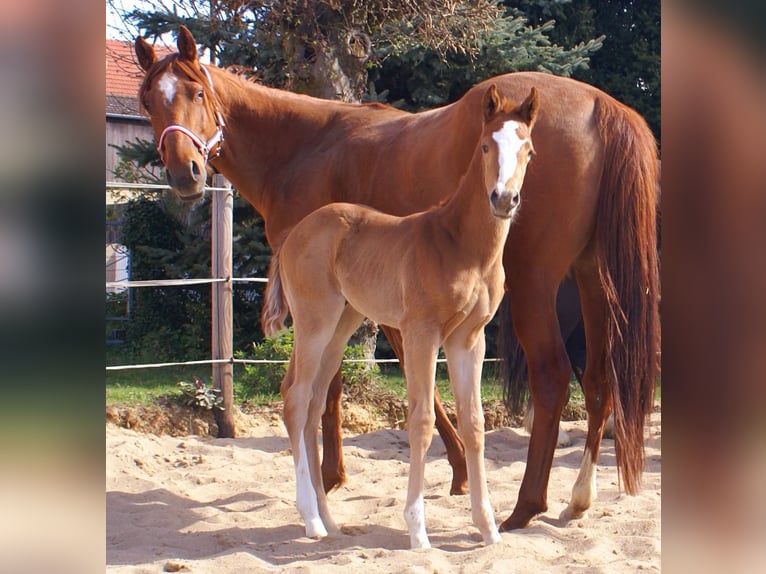 Paint Horse Stallion  14,3 hh Chestnut-Red in Velpke