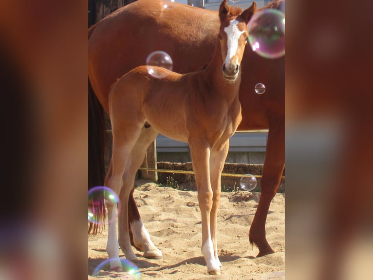Paint Horse Stallion  14,3 hh Chestnut-Red in Velpke