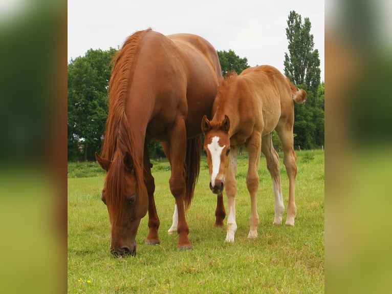 Paint Horse Stallion  14,3 hh Chestnut-Red in Velpke