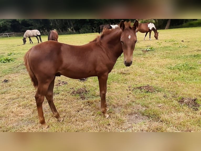 Paint Horse Stallion Foal (05/2025) 14,3 hh Chestnut in Wildeshausen
