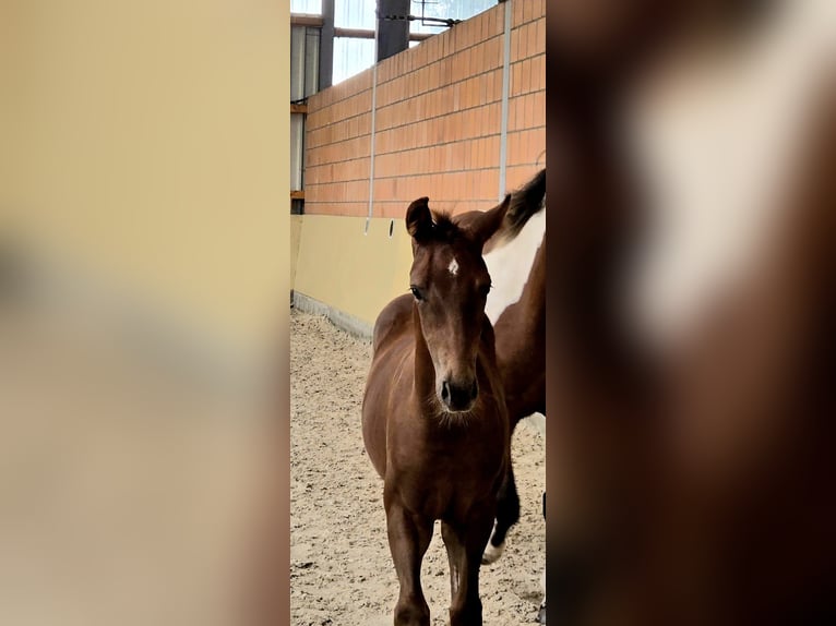 Paint Horse Stallion Foal (05/2025) 14,3 hh Chestnut in Wildeshausen