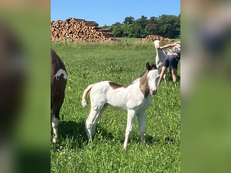 Paint Horse Stallion  14,3 hh Overo-all-colors in Sexcles