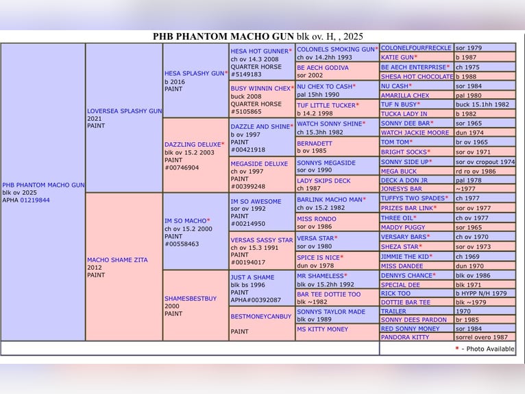 Paint Horse Stallion  14,3 hh Overo-all-colors in Sexcles