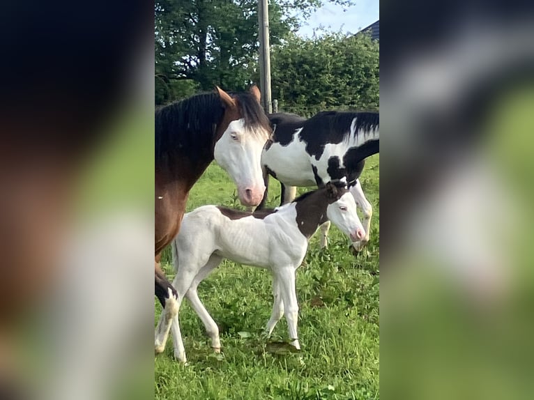 Paint Horse Stallion  14,3 hh Overo-all-colors in Sexcles