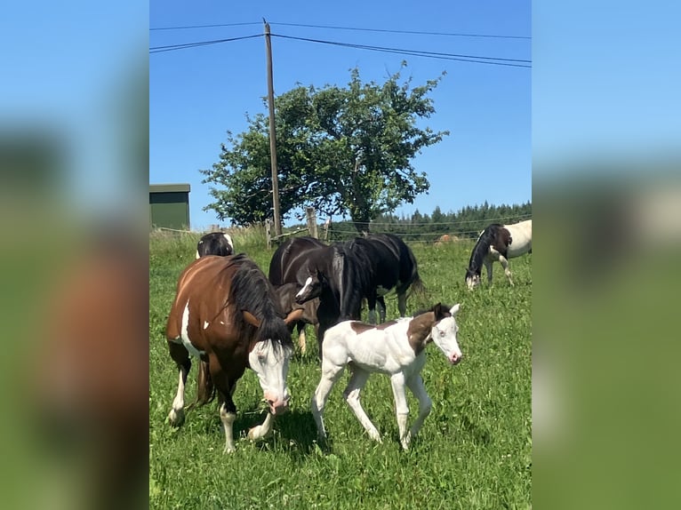 Paint Horse Stallion  14,3 hh Overo-all-colors in Sexcles
