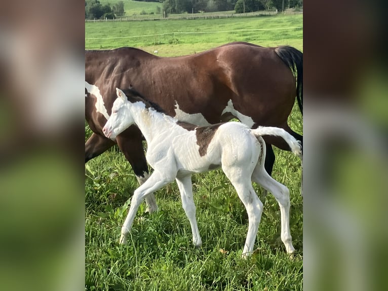 Paint Horse Stallion  14,3 hh Overo-all-colors in Sexcles