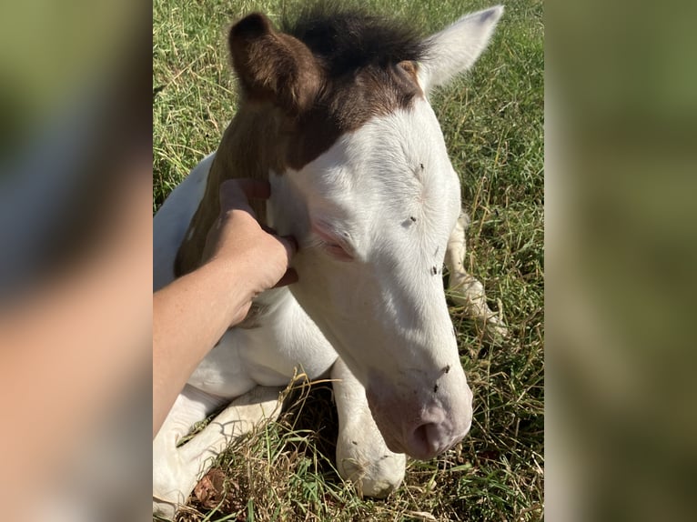 Paint Horse Stallion  14,3 hh Overo-all-colors in Sexcles