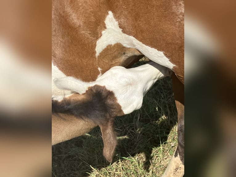 Paint Horse Stallion  14,3 hh Overo-all-colors in Sexcles