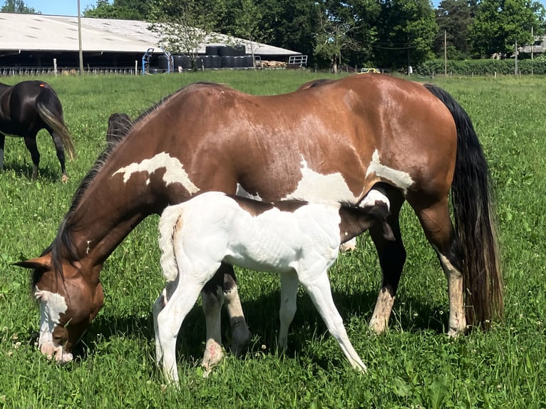 Paint Horse Stallion  14,3 hh Overo-all-colors in Sexcles