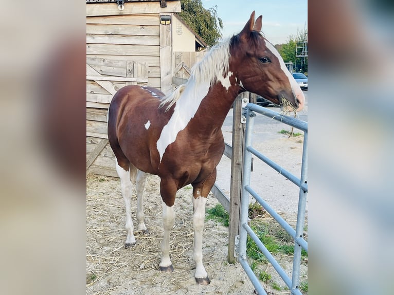 Paint Horse Stallion Foal (02/2025) 14,3 hh Tobiano-all-colors in Dormagen