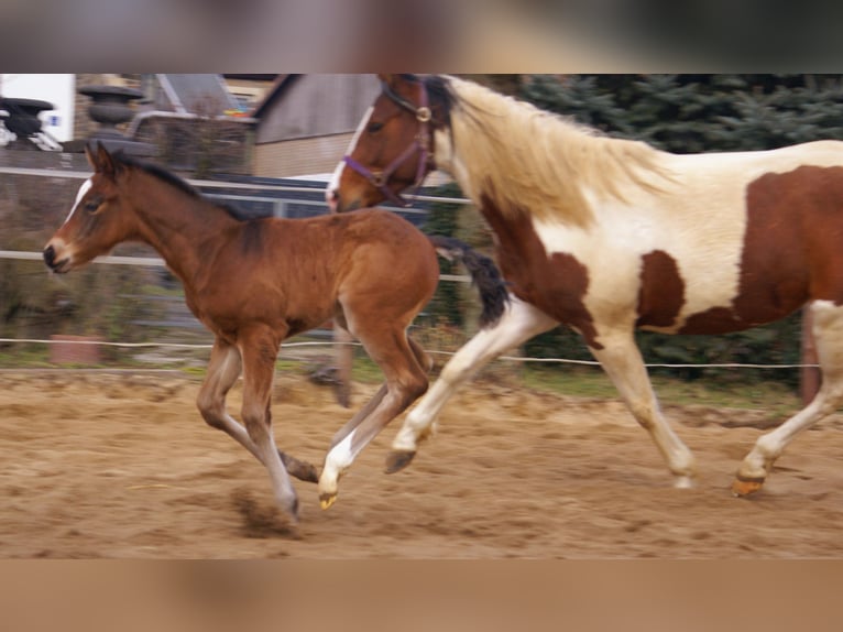 Paint Horse Mix Stallion  15,1 hh Brown in Velpke