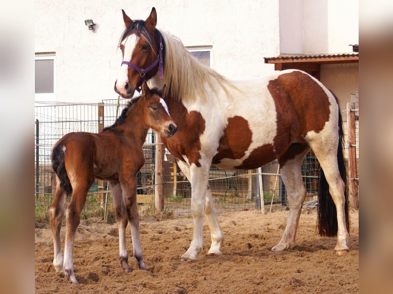 Paint Horse Mix Stallion  15,1 hh Brown in Velpke