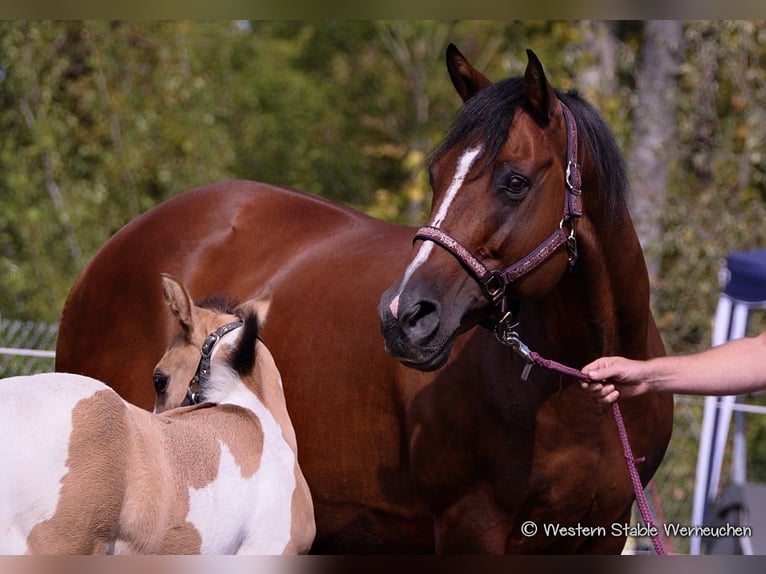 Paint Horse Stallion  15,1 hh Dun in Drachhausen