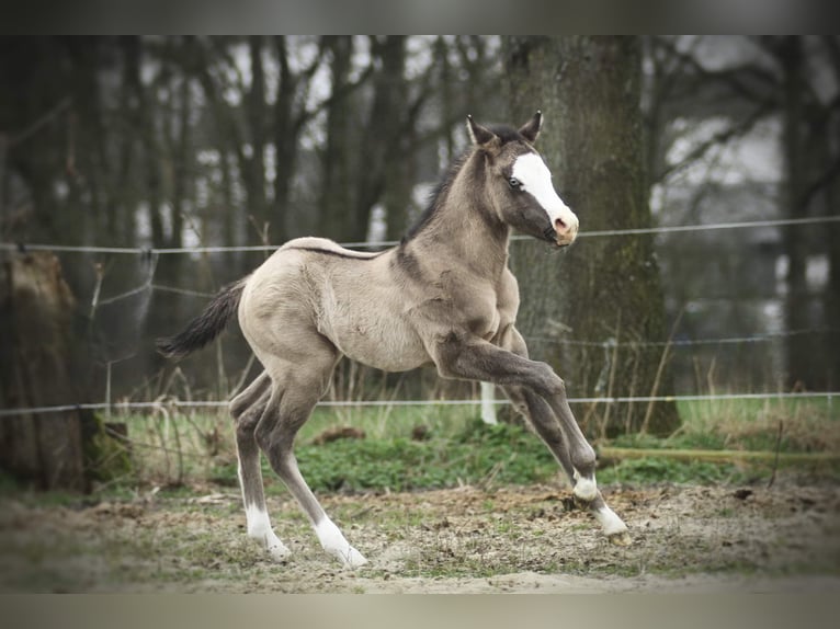 Paint Horse Stallion Foal (03/2024) 15,1 hh Grullo in Olen
