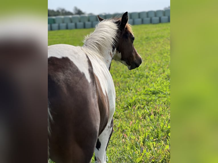 Paint Horse Stallion Foal (02/2024) 15 hh Bay-Dark in Langballigau