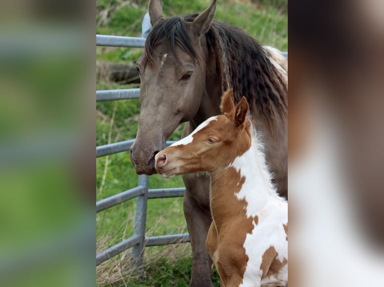 Paint Horse Stallion Foal (04/2024) 15 hh Champagne in Hellenthal