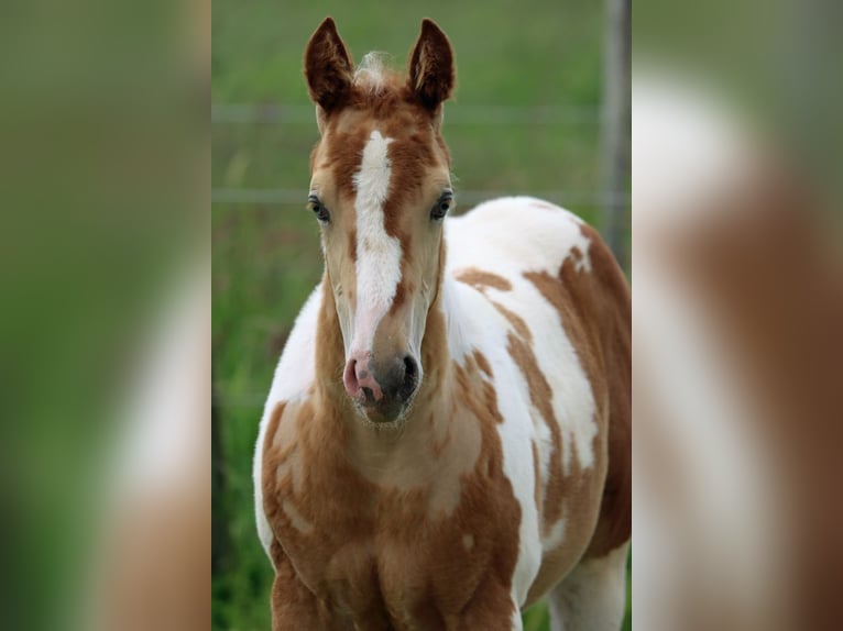 Paint Horse Stallion Foal (04/2024) 15 hh Champagne in Hellenthal