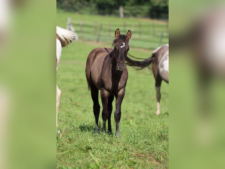 Paint Horse Stallion Foal (05/2023) 15 hh Grullo in Hellenthal