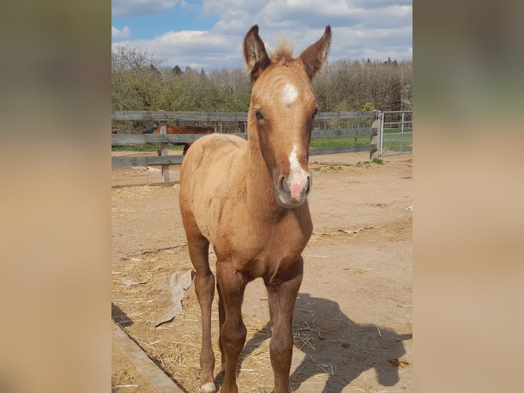 Paint Horse Stallion  15,1 hh Brown Falb mold in Amorbach