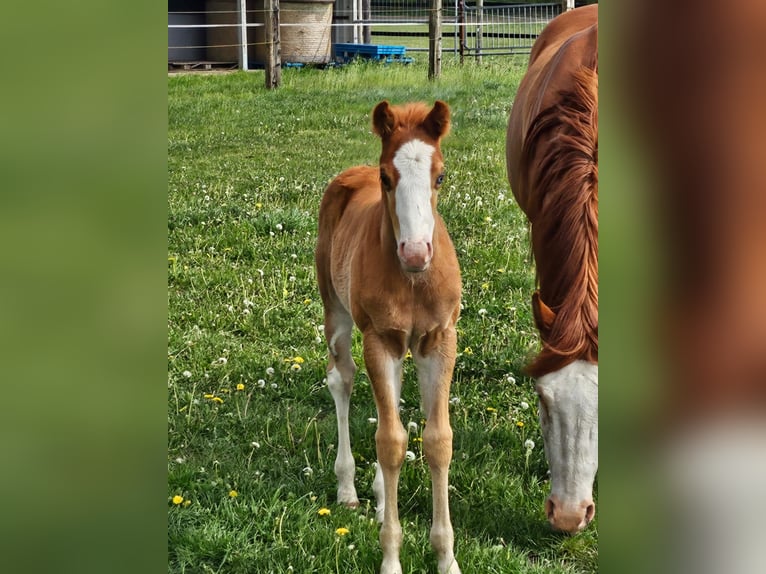 Paint Horse Stallion  15,1 hh Chestnut-Red in Barßel