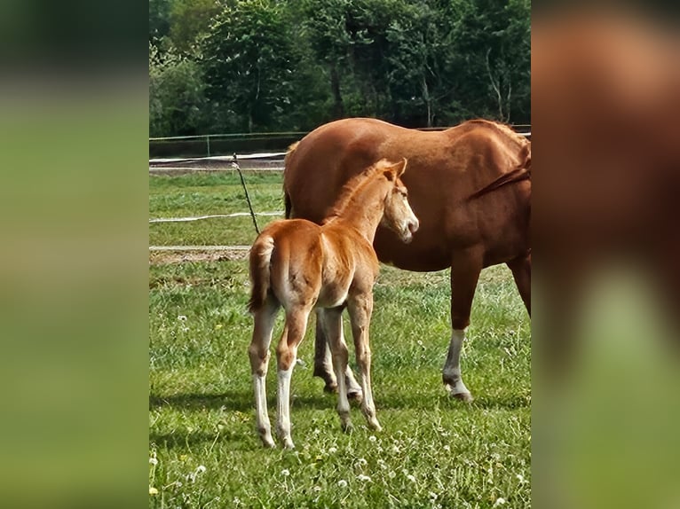 Paint Horse Stallion  15,1 hh Chestnut-Red in Barßel
