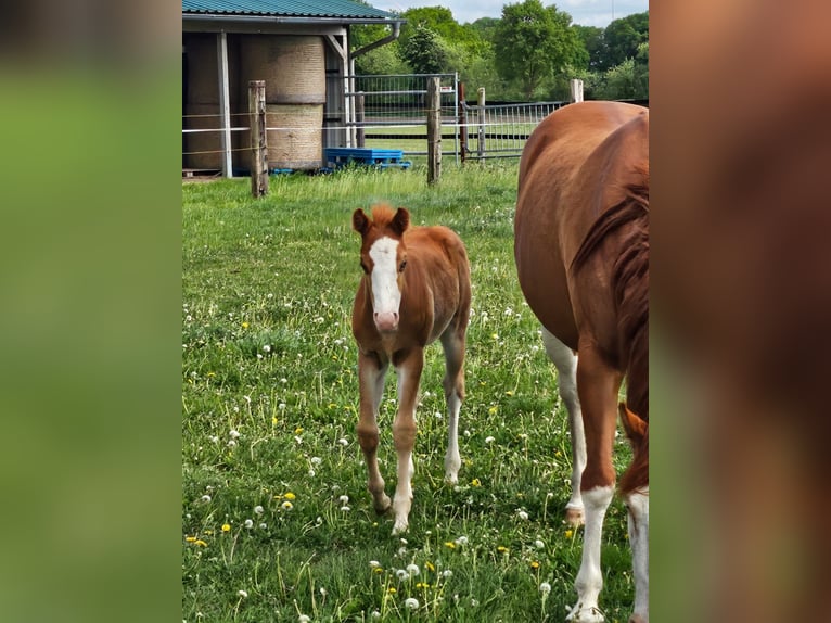 Paint Horse Stallion  15,1 hh Chestnut-Red in Barßel